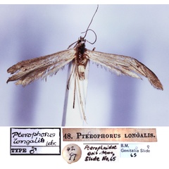 /filer/webapps/moths/media/images/L/longalis_Pterophorus_HT_BMNH.jpg