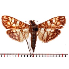 /filer/webapps/moths/media/images/T/traducalis_Synclera_AM_SMNH.jpg