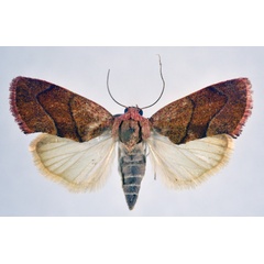/filer/webapps/moths/media/images/R/rhoda_Neaxestis_AF_NHMO.jpg