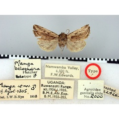 /filer/webapps/moths/media/images/B/belophora_Manga_HT_BMNH.jpg