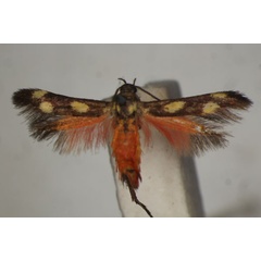 /filer/webapps/moths/media/images/D/divisella_Eretmocera_ST_BMNH.jpg