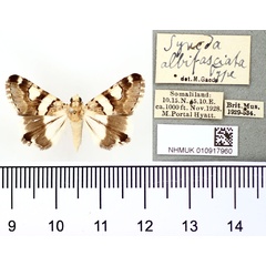 /filer/webapps/moths/media/images/A/albifasciata_Syneda_HT_BMNH.jpg