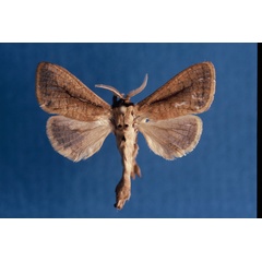 /filer/webapps/moths/media/images/M/murphyi_Kroonia_HT_NHMO.jpg