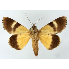 /filer/webapps/moths/media/images/P/pseudocatocala_Ulotrichopus_AM_Basquinb.jpg