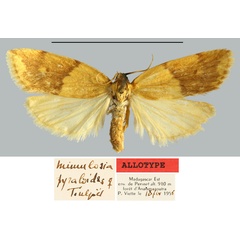 /filer/webapps/moths/media/images/P/pyraloides_Mimulosia_AT_MNHN.jpg