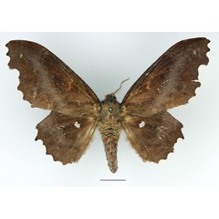 /filer/webapps/moths/media/images/T/tripunctata_Mimopacha_AF_Basquin_01.jpg
