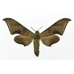 /filer/webapps/moths/media/images/R/retusus_Polyptychus_AF_Basquin_02.jpg