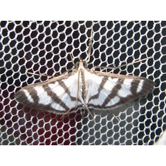 /filer/webapps/moths/media/images/P/phenice_Zebronia_A_Bippus_02.jpg