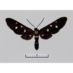 /filer/webapps/moths/media/images/N/natalithala_Hampsonata_HT_MWM.jpg