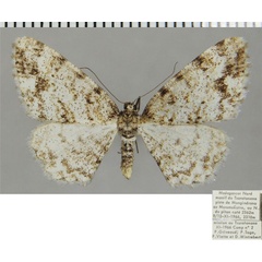 /filer/webapps/moths/media/images/C/cornuta_Ectropis_AF_ZSM.jpg