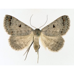 /filer/webapps/moths/media/images/M/misera_Plecoptera_AF_TMSA_01.jpg