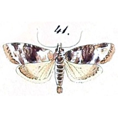 /filer/webapps/moths/media/images/N/nolalis_Scoparia_HT_Felder_1875_134-41.jpg