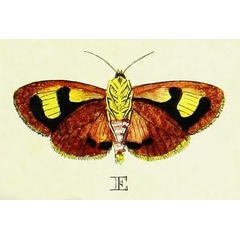/filer/webapps/moths/media/images/P/puera_Hyblaea_Cramer2_103_E.jpg