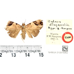 /filer/webapps/moths/media/images/D/diagonalis_Oglasa_AT_BMNH.jpg