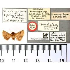 /filer/webapps/moths/media/images/S/spinosata_Trachyptena_HT_BMNH.jpg