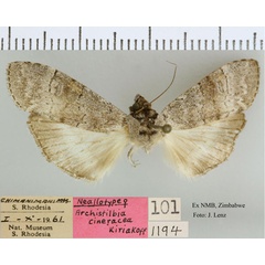 /filer/webapps/moths/media/images/C/cineracea_Archistilbia_NAT_NMB.jpg