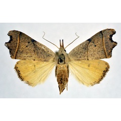 /filer/webapps/moths/media/images/N/nigriciliata_Paralephana_AF_NHMO.jpg