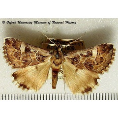 /filer/webapps/moths/media/images/A/albimacula_Cerocala_AM_OUMNH_02.jpg