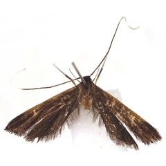 /filer/webapps/moths/media/images/A/andasibensis_Parkiana_PTF_BMNH.jpg