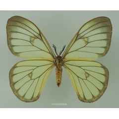 /filer/webapps/moths/media/images/S/simplex_Pseudaphelia_AF_Basquinb.jpg