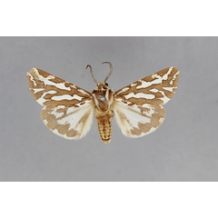 /filer/webapps/moths/media/images/V/vocula_Paralacydes_A_BMNH.jpg