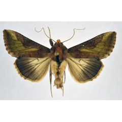 /filer/webapps/moths/media/images/O/orichalcea_Trichoplusia_AM_NHMO.jpg