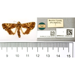 /filer/webapps/moths/media/images/I/iridocosma_Aedia_HT_BMNH.jpg