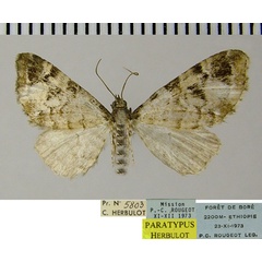 /filer/webapps/moths/media/images/R/rougeoti_Eupithecia_PTF_ZSM.jpg