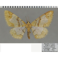 /filer/webapps/moths/media/images/H/hyalinaria_Zamarada_AF_ZSM.jpg