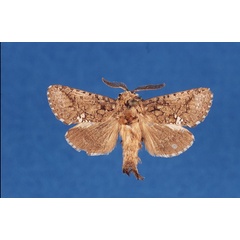 /filer/webapps/moths/media/images/M/meridialis_Arbelodes_AM_TMSA.jpg