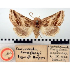 /filer/webapps/moths/media/images/C/craushayi_Conservula_HT_BMNH.jpg