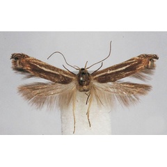 /filer/webapps/moths/media/images/A/albifulvella_Polyhymno_PTF_BMNH.jpg