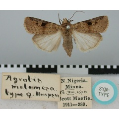 /filer/webapps/moths/media/images/M/melamesa_Agrotis_ST_BMNH.jpg