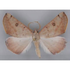 /filer/webapps/moths/media/images/H/homales_Asemoprepes_AM_TMSA_03.jpg