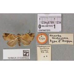 /filer/webapps/moths/media/images/M/melagona_Ozarba_STM_BMNH_01a.jpg