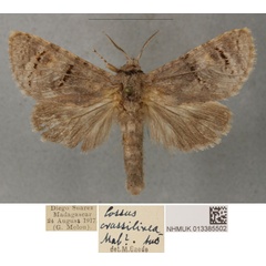 /filer/webapps/moths/media/images/C/crassilineatus_Cossus_PLT_BMNH_01.jpg