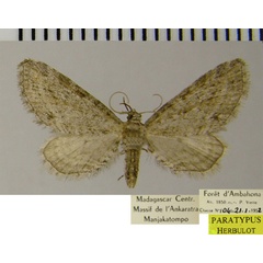 /filer/webapps/moths/media/images/E/exheres_Eupithecia_PTF_ZSM.jpg