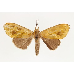 /filer/webapps/moths/media/images/B/brevicornis_Nyodes_AF_RMCA.jpg