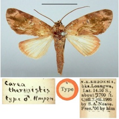 /filer/webapps/moths/media/images/T/thermistis_Carea_HT_BMNH.jpg