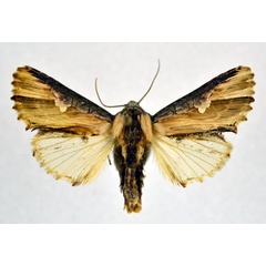 /filer/webapps/moths/media/images/P/pulchra_Cetola_AM_NHMO.jpg