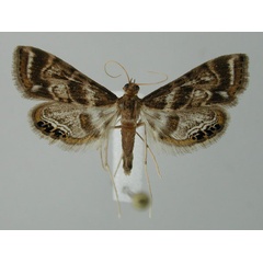 /filer/webapps/moths/media/images/M/munroei_Eoophyla_PT_ZMHB.jpg