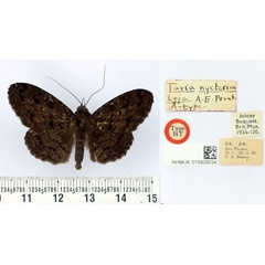 /filer/webapps/moths/media/images/L/lyga_Tavia_HT_BMNH.jpg