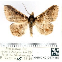 /filer/webapps/moths/media/images/S/sparsipuncta_Claterna_AM_BMNH.jpg