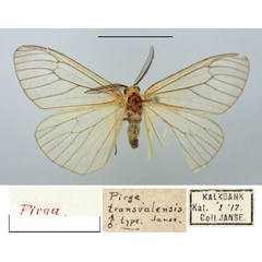 /filer/webapps/moths/media/images/T/transvalensis_Pirga_HT_TMSA.jpg