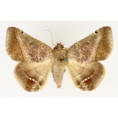 /filer/webapps/moths/media/images/P/palumbiodes_Macaldenia_AF_TMSA_02.jpg
