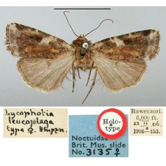 /filer/webapps/moths/media/images/L/leucoplaga_Lycophotia_HT_BMNH.jpg