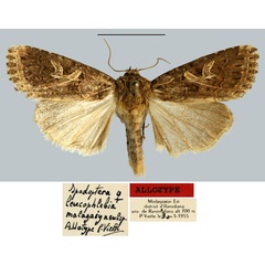 /filer/webapps/moths/media/images/M/malagasy_Spodoptera_AT_MNHN.jpg