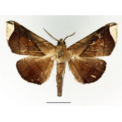 /filer/webapps/moths/media/images/A/apicata_Gorua_AM_Basquin.jpg