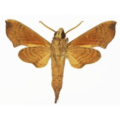 /filer/webapps/moths/media/images/N/nitida_Temnora_AM_Basquinb.jpg