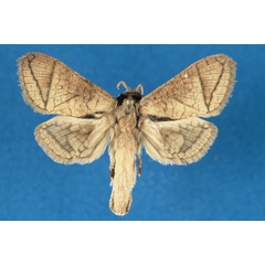 /filer/webapps/moths/media/images/O/otfriedi_Haberlandia_PTF_RMCA.jpg